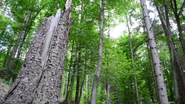 Sosny Drewno Liściaste Strzelanie Górach — Wideo stockowe