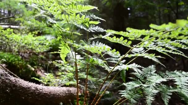 Tournage Été Bois Pin Fougère — Video