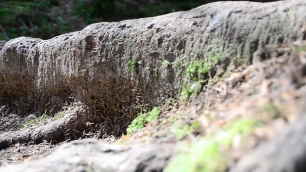 Dennenwortel Oude Pijnboom Magisch Hout — Stockvideo