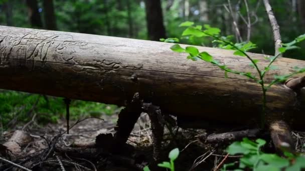 Fenyőtörzset Erdőben Nyáron Hegyi — Stock videók