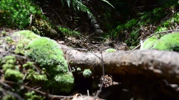 松の木とシダ 夏の撮影 — ストック動画