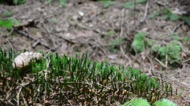 Madera Pino Tiro Las Montañas — Vídeos de Stock