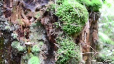 Dağlarda çekim yapmak. Çam ağacı