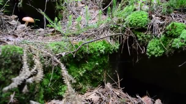 Champignons parmi une mousse. Pierres cultivées en mousse .