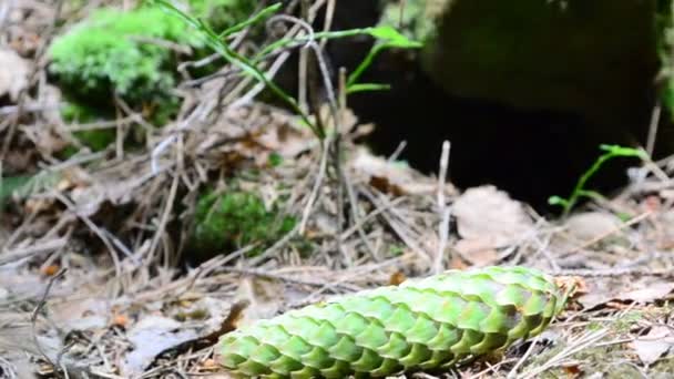 山の中で撃つ 苔の間のキノコ — ストック動画