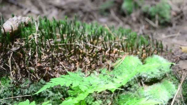 Schießen Mit Einem Schieberegler Bergwald Sommer — Stockvideo