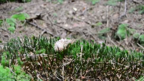 Schießen Mit Einem Schieberegler Bergwald Sommer — Stockvideo