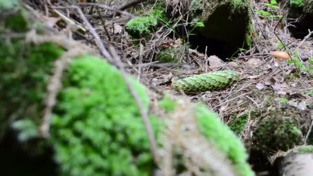 松の木 山の中で撃つ 苔の間のキノコ — ストック動画