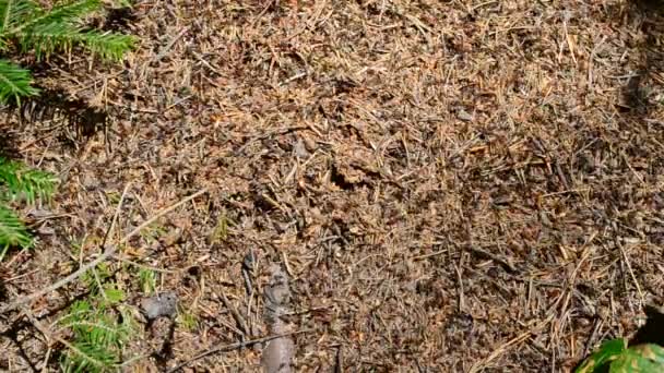 Tir Fourmis Fourmilière Dans Bois — Video