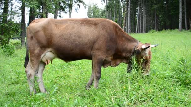 山里的牛和草 山上牧场上的奶牛 — 图库视频影像