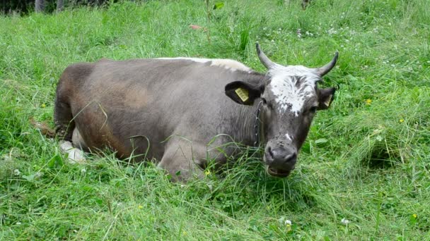 Vacas Nas Montanhas Grama Montanhas Vacas — Vídeo de Stock