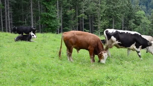 Animali Estate Mucche Montagne Una Radura — Video Stock