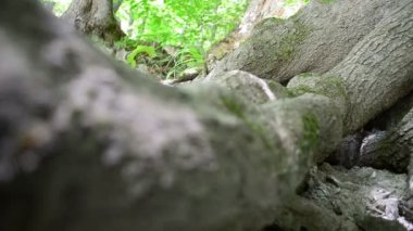 Yaşlı bir ağacın büyük kökleri. Dağ ağacı. Bir sürgücü tarafından vurulmak.