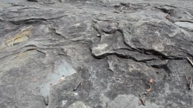 Çam kökü. Kayanın vurulması.