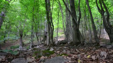 Dağlar ve çamlar. Dağlarda çekim yapmak