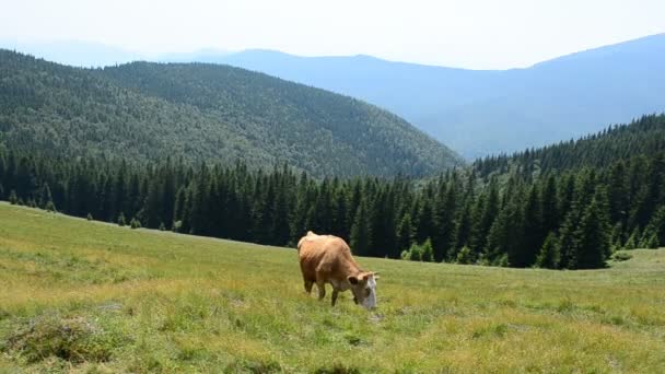 Mucca Montagna Magnifico Paesaggio Montano — Video Stock