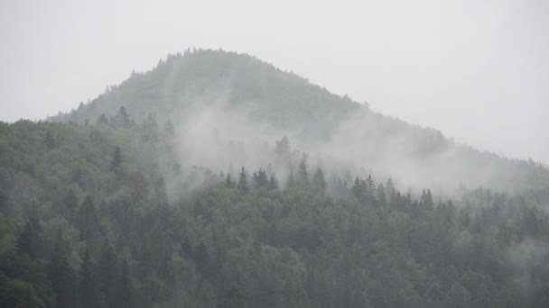 在高山上蒸腾 雨后的蒸汽 — 图库视频影像