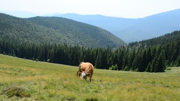 Letni Krajobraz Górski Góry Zwierzęta Pastwiska — Wideo stockowe