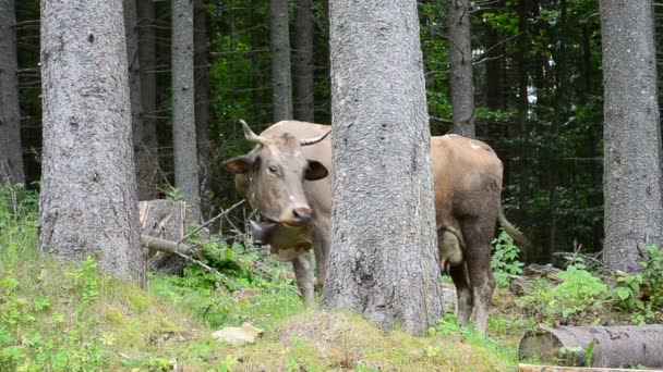 Mucche Montagna Una Radura Animali Estate — Video Stock