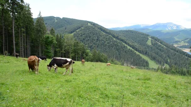 Animais Verão Vacas Montanhas Uma Clareira — Vídeo de Stock