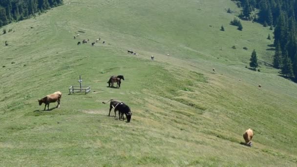 Hory Zvířata Pastviny Letní Horská Krajina — Stock video