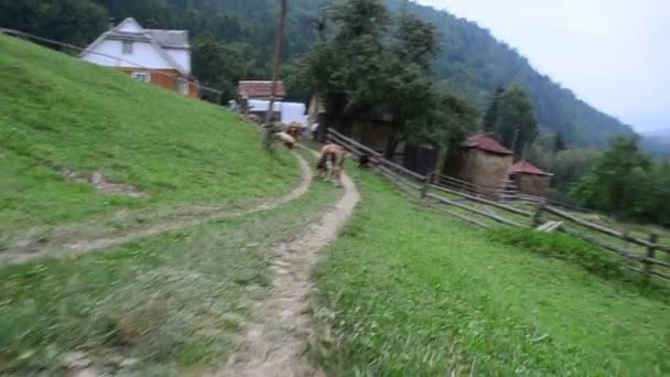 Tir Montagne Vaches Dans Village — Video