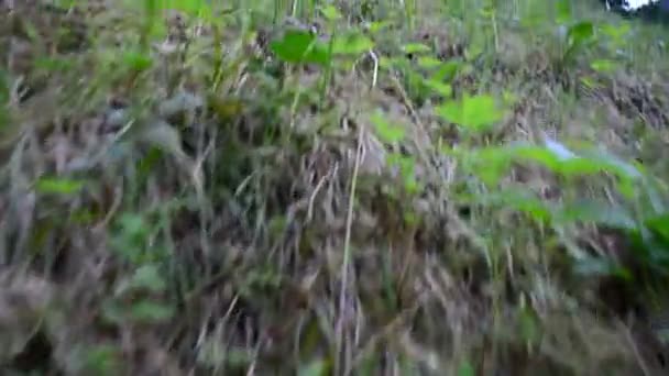 Gerakan Atas Rumput Shooting Mountain — Stok Video