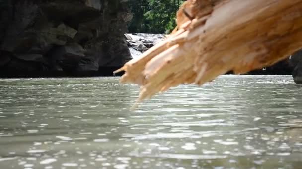Árvore Contra Quedas Árvore Rio Montanha — Vídeo de Stock
