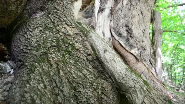 Stromy Lese Natáčení Létě — Stock video