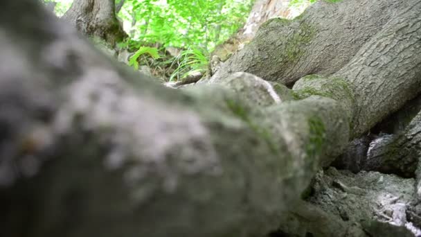 Grandes racines d'un vieil arbre. Du bois de montagne. Tir par un curseur .