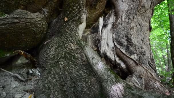 Bosque Montaña Raíces Árboles — Vídeo de stock