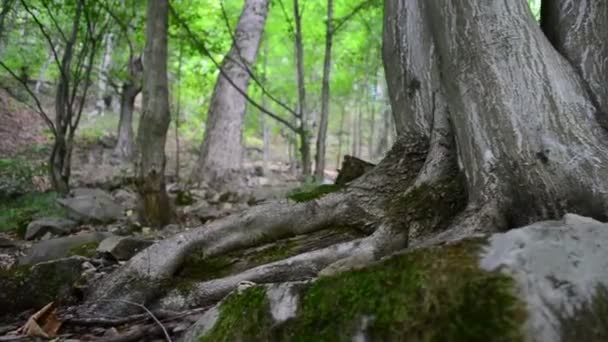 Baumwurzeln Alte Bäume — Stockvideo