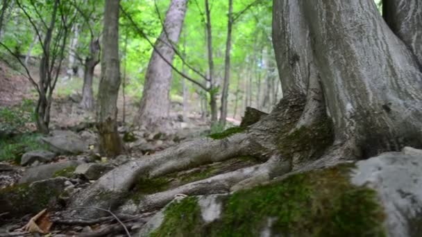 Arbres dans les montagnes, autour des pierres. Tir par un curseur 