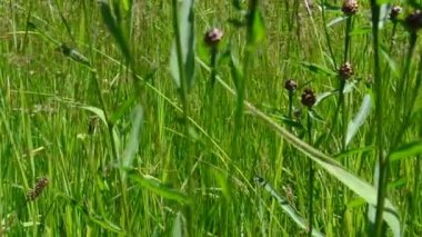 Yeşil çimenler. Yüksek çimenler