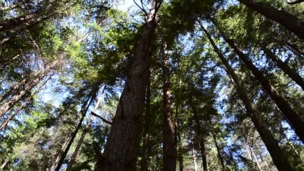 Tallar Mot Himlen Skjuta Skogen — Stockvideo