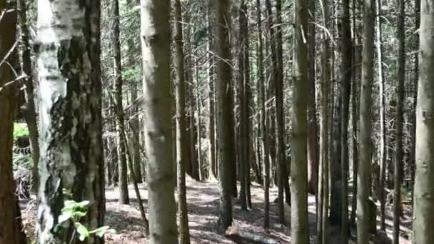 Tiroteio Floresta Faixas Nas Montanhas — Vídeo de Stock