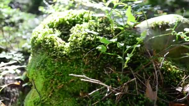 Paisaje Forestal Moss Pinos — Vídeos de Stock