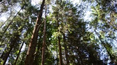 Dağlardaki çam ağaçları. Çamlar gökyüzüne karşı