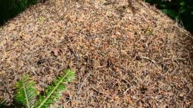 Vahşi karınca tepesi. Ormandaki Karınca Tepesi