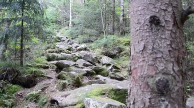 Taşlar ve çamlar. Dağlarda çekim yapmak