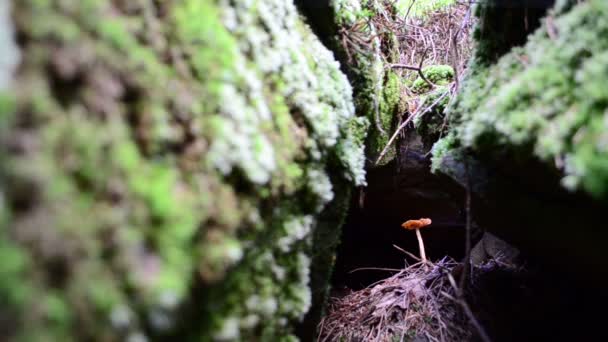 苔藓长大的石头 岩石和石头之间的蘑菇 — 图库视频影像