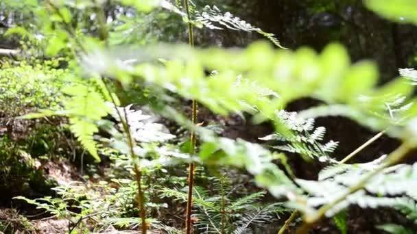 Tir d'une fougère. Tir dans le bois 