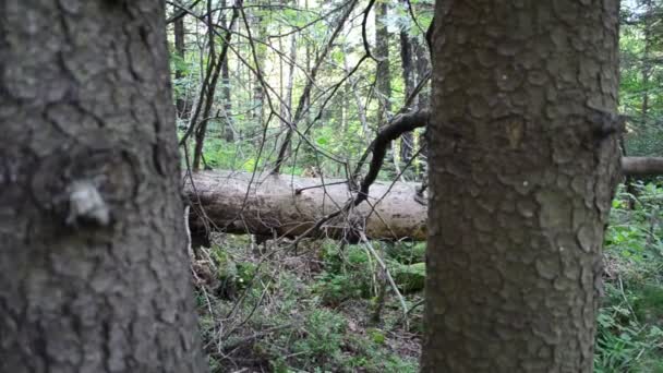 Çam Ağacı Vahşi Dağ Ormanları — Stok video