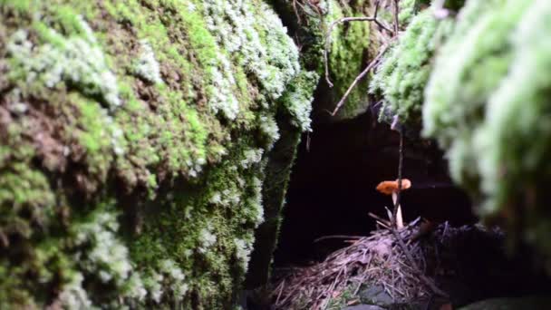 Mushroom Rocks Stones Moss Grown Stones — Stock Video