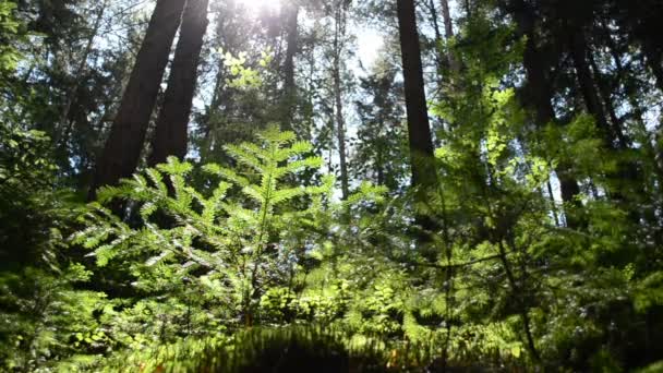 Sol Pinos Pinos Las Montañas — Vídeos de Stock