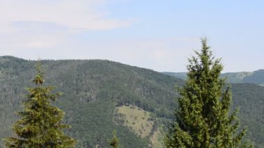 Dağlar, çamlar ve gökyüzü. Yazın dağlar.