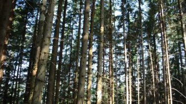 Çamlar ve gökyüzü. Çam ağacı