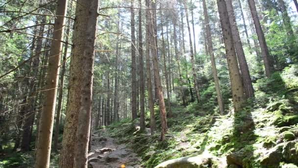 Pinos Las Montañas Tiro Pinos Deslizante — Vídeos de Stock