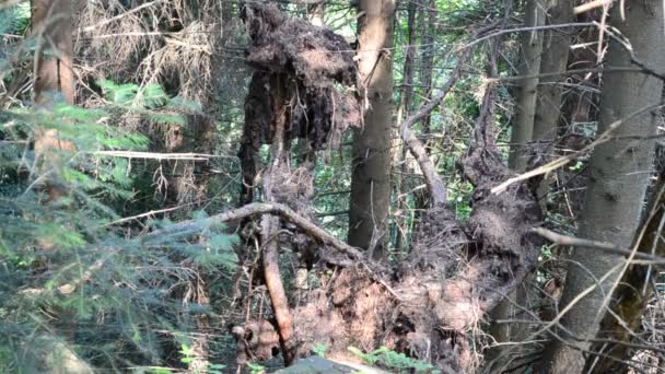 Çam Kovanları Ormanda Çekim Yapmak — Stok video