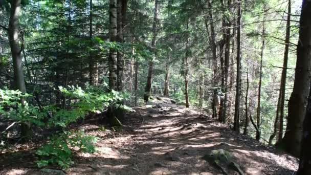 Kiefern Und Holz Schießen Kiefernwald — Stockvideo